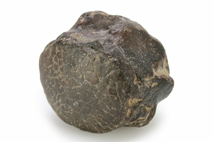 Fossil Mosasaur (Clidastes) Vertebra - Texas #251264